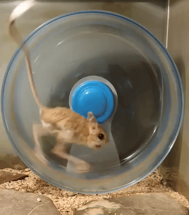 Kangaroo Mouse Jumping Mouse GIF
