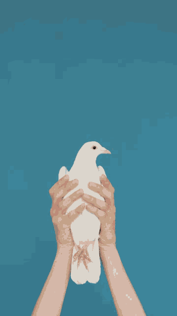 Kapalati Dove GIF