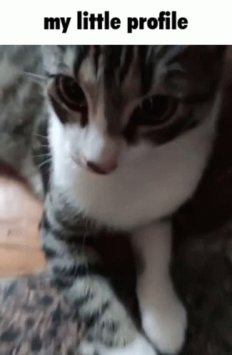 Kaperoo My Little Profile GIF