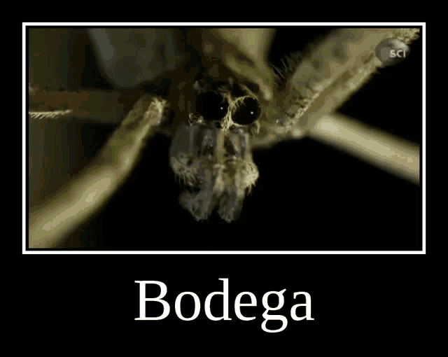 Kaperoo Ogre Spider GIF