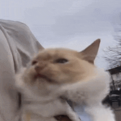 Kasper Cat GIF