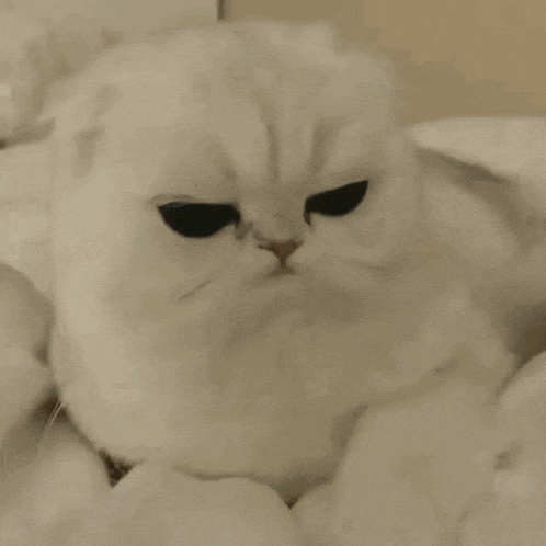 Kat GIF