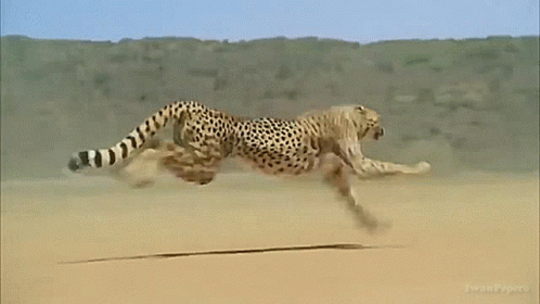 Kavar GIF