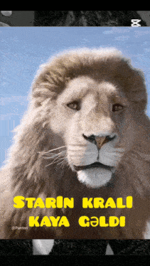 Kayaozel GIF