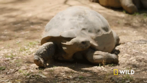 Keeping Head Down National Geographic GIF