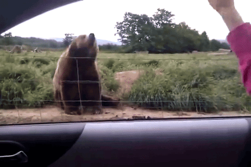 Keffa Bear GIF. This 498 x 332 animated GIF is part of our bear waving collection. Related themes include bear, wave. Created by Keffani. View the original…