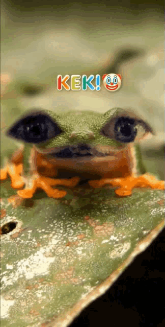 Kek Frog GIF