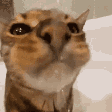 Kenepter Cat GIF