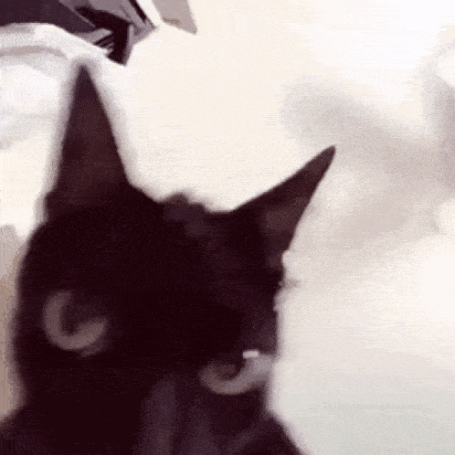 Kenjou Cat GIF