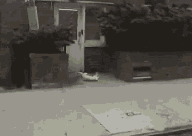 Kermit Suicide GIF