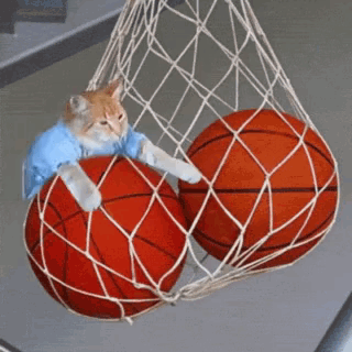 Keycat Keyboard Cat GIF