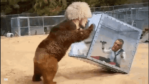 Khabib Bear GIF