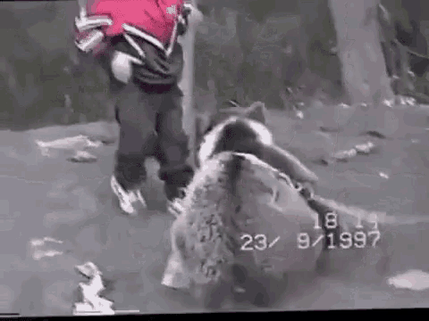 Khabib Bear GIF