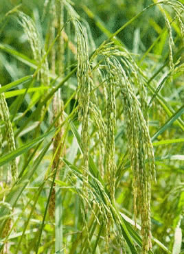 Khmer Cambodia GIF