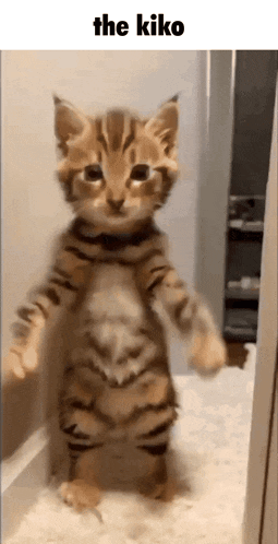 Kiko Kikopyon GIF