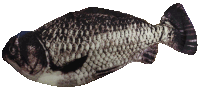 Killer Fish Daevprogamer Sticker