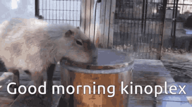Kinoplex Capybara GIF