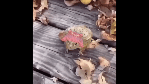 Kira Omori Frog Laughing GIF