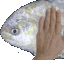 Kiracord Fish Sticker