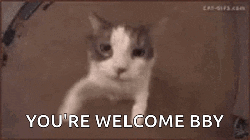 Kiss Cat GIF