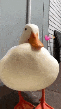 Kiss Cute GIF