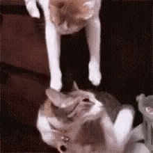 Kiss Gif GIF