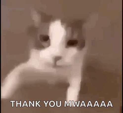 Kiss Kitty GIF