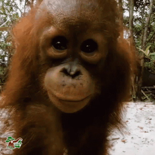 Kiss Monke GIF