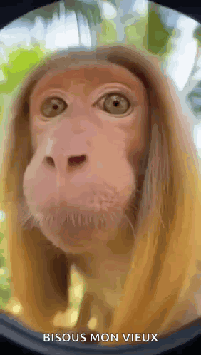 Kiss Monkey GIF