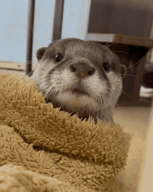 Kiss Otter GIF