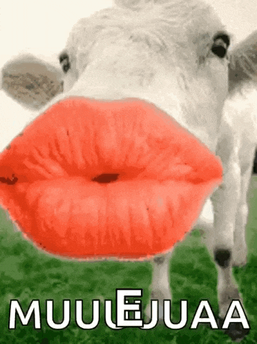 Kisses Cow GIF