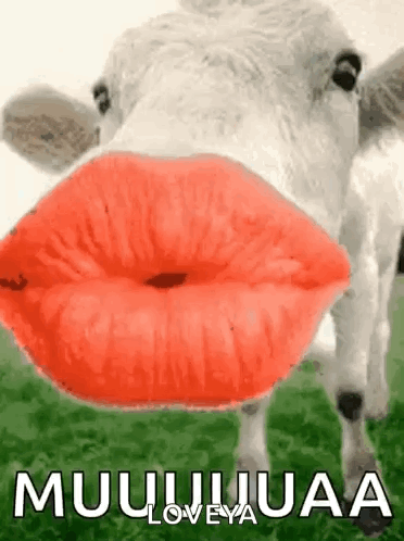 Kisses Cow GIF