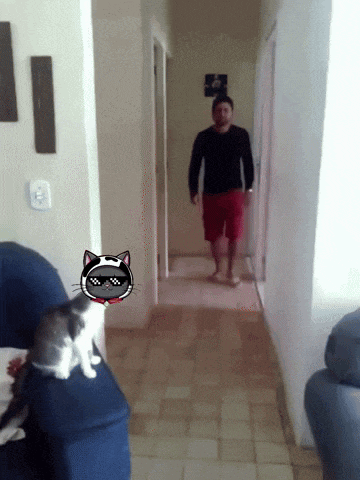 Kitcoin GIF