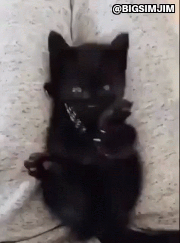 Kitten Black Cat GIF