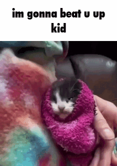 Kitten Blanket GIF