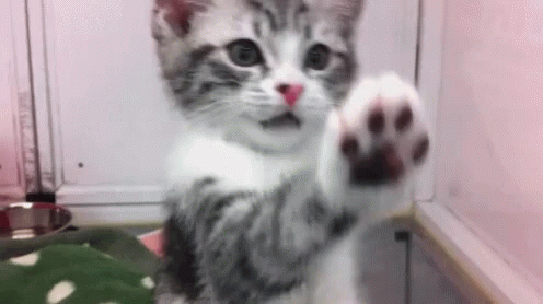 Kitten Cat GIF
