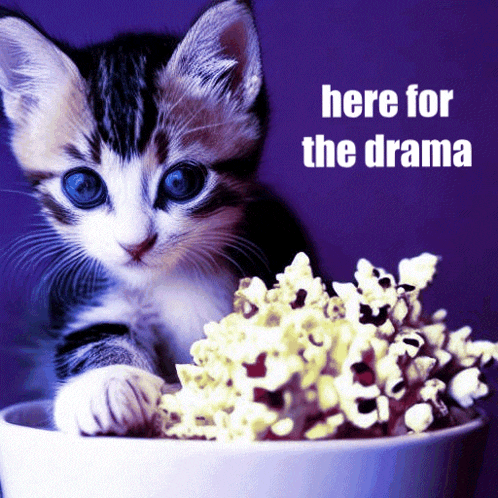 Kitten Cat GIF