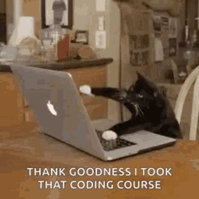 Kitten Cat GIF