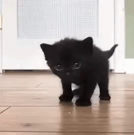 Kitten Cat GIF