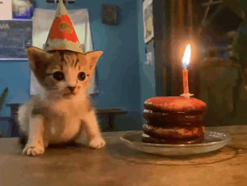 Kitten Cat GIF