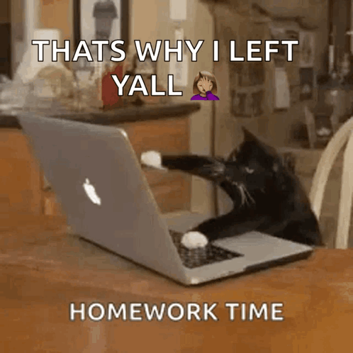 Kitten Cat GIF