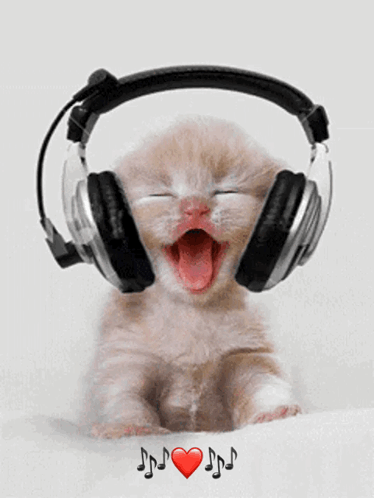 Kitten Cat GIF