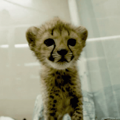 Kitten Cheetah GIF