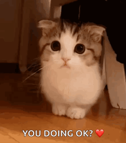 Kitten-concern Cat-concern GIF