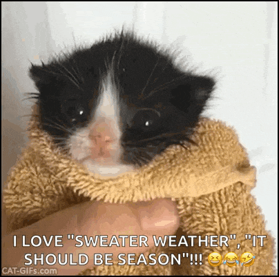 Kitten Cute GIF