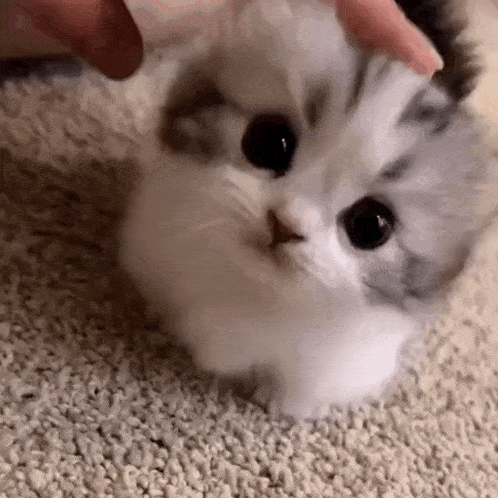 Kitten Cute GIF