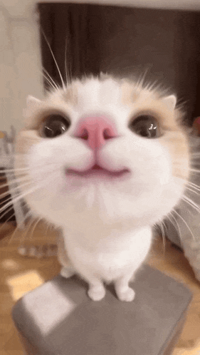 Kitten Cute GIF