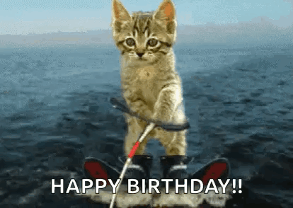 Kitten Cute GIF