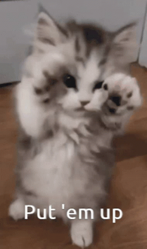Kitten Cute GIF