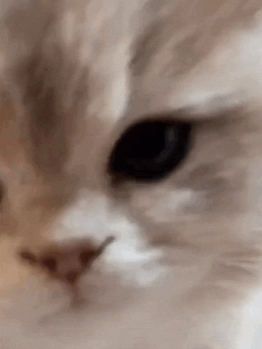 Kitten Cute GIF